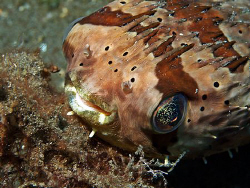 Freckled Porcupinefish (Olympus E330, Macro lens 50mm) by Henry Jager 